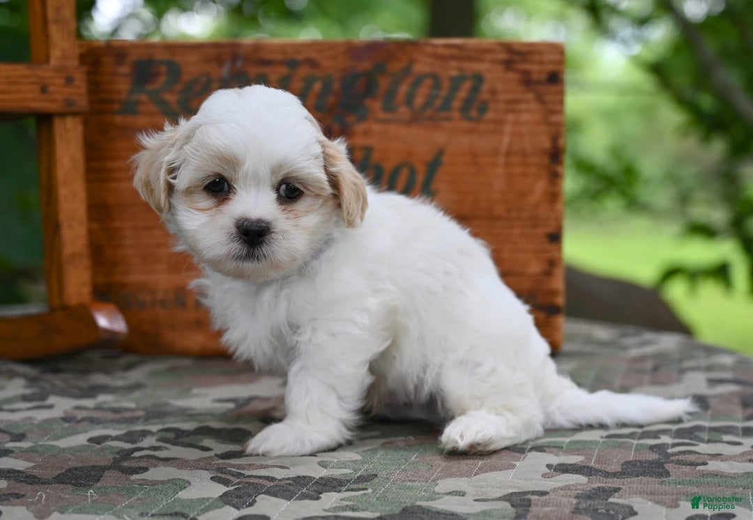 Shih Tzu dogs for sale: Rambo - Image 3