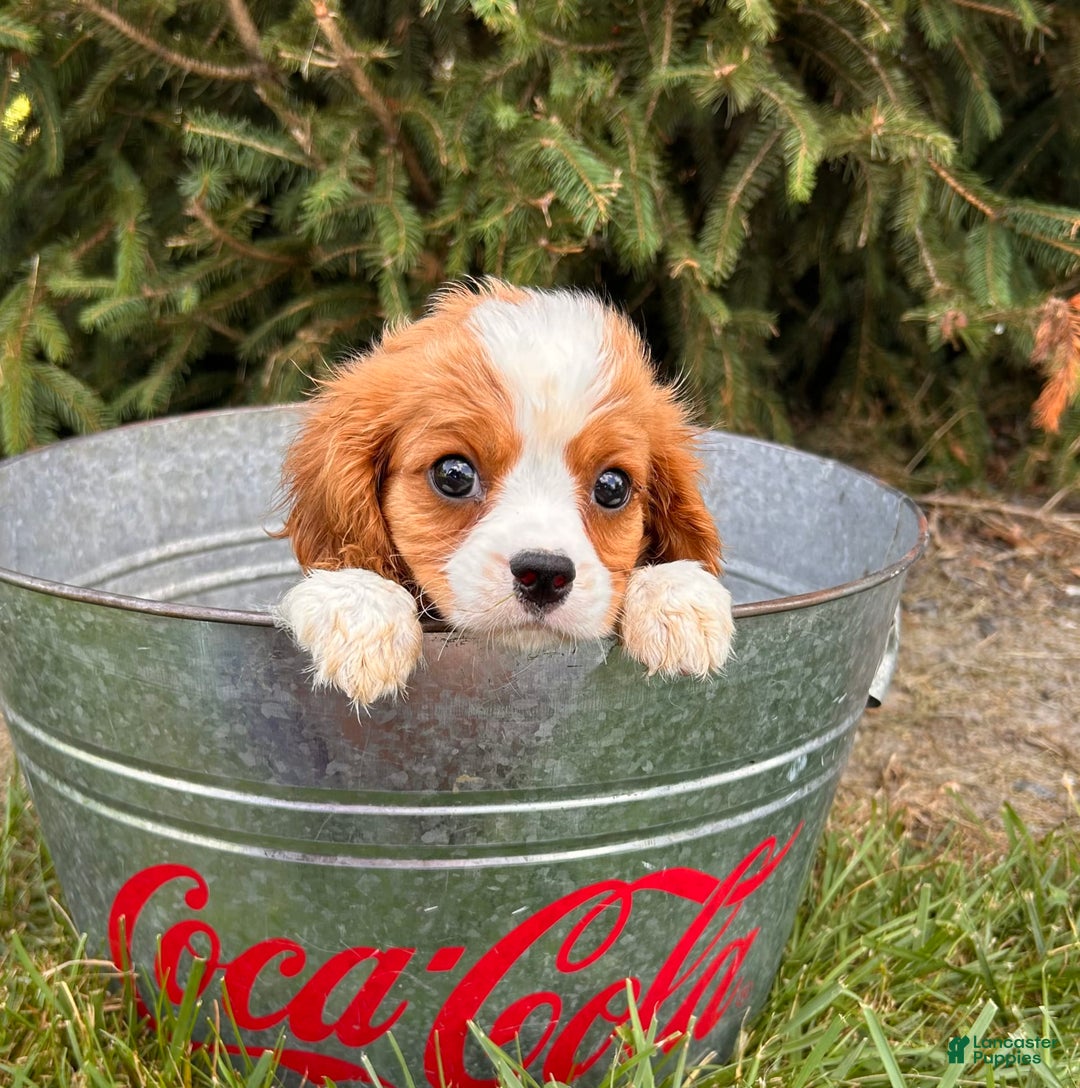 Miniature Bernese Mountain Dog dogs for sale: Annie - Image 6