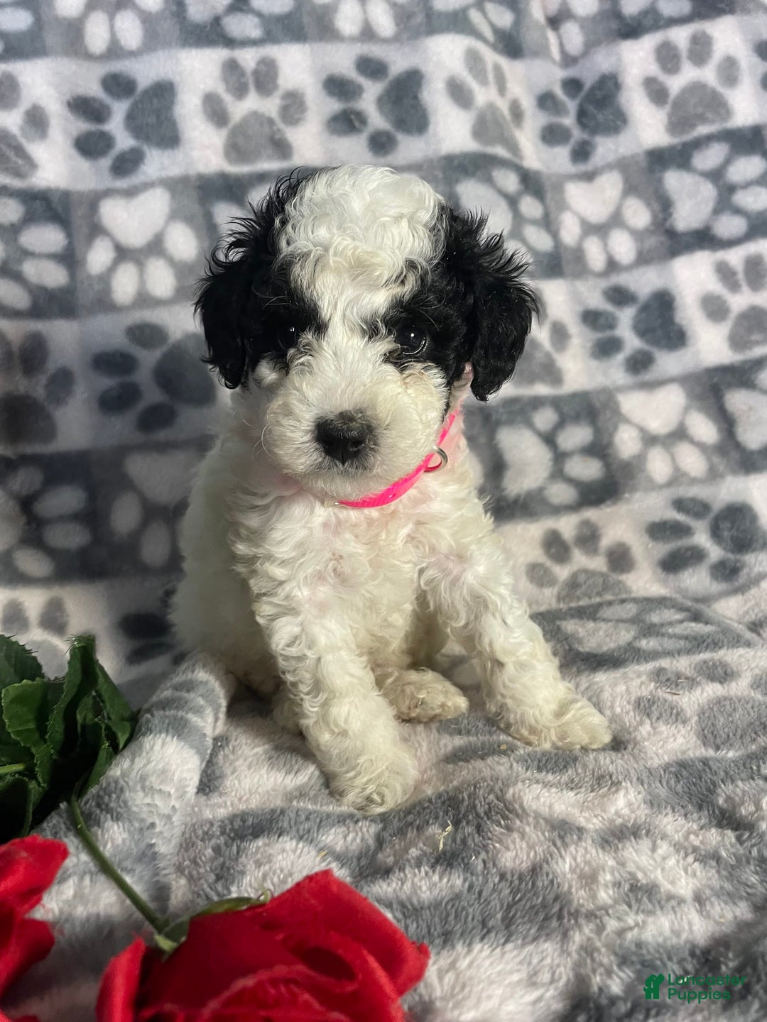 Toy Poodle dogs for sale: Chip - Image 5