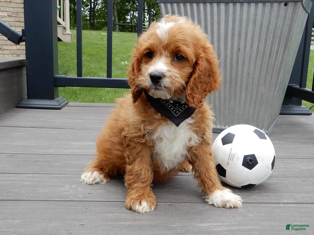 Cockapoo dogs for sale: Lenny - Image 6