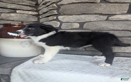 Australian Shepherd dogs for sale: Carla - Image 2