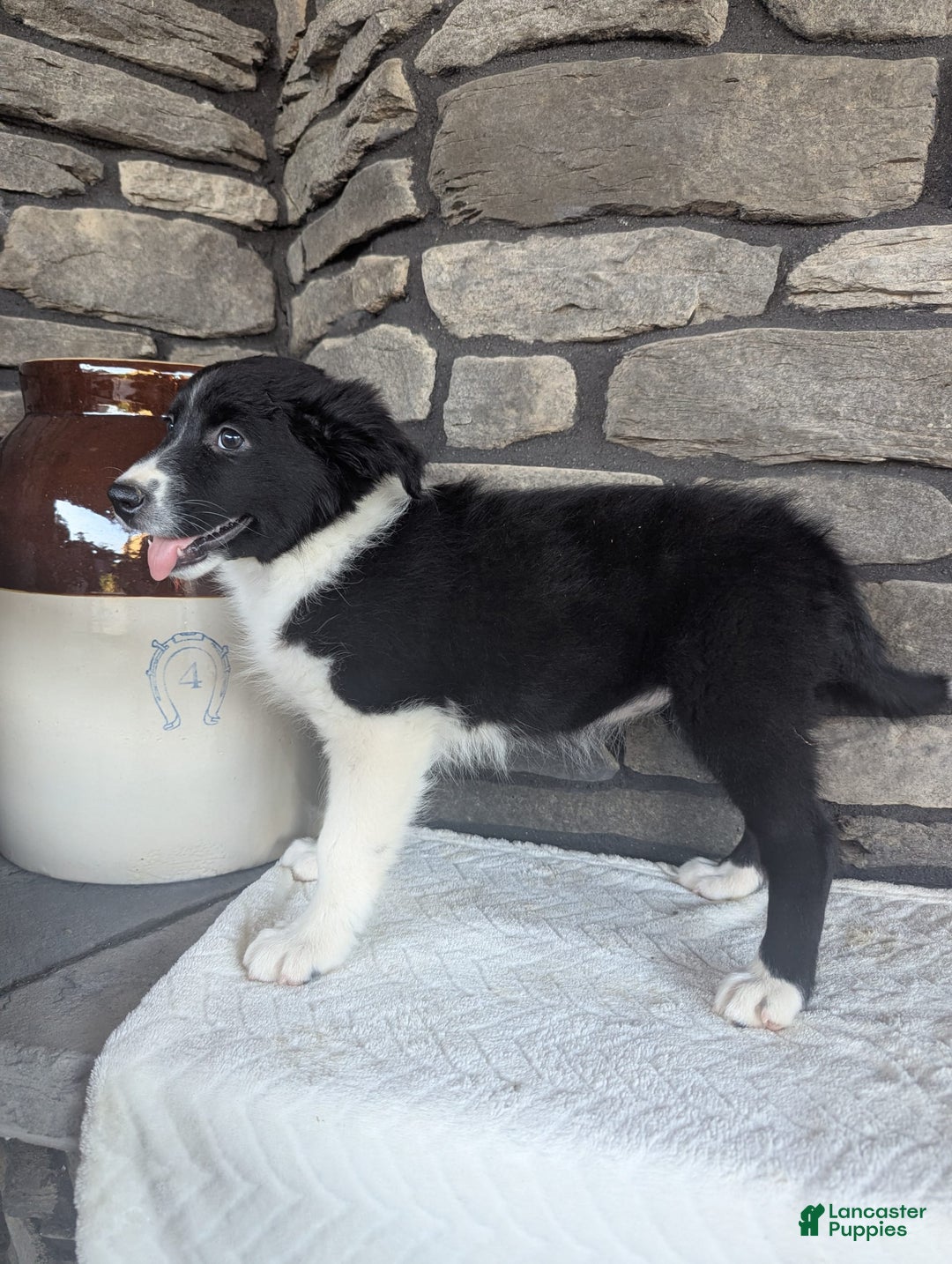 Australian Shepherd dogs for sale: Carla - Image 2