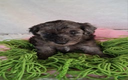 Mini Aussiedoodle dogs for sale: Rosemary - Image 3
