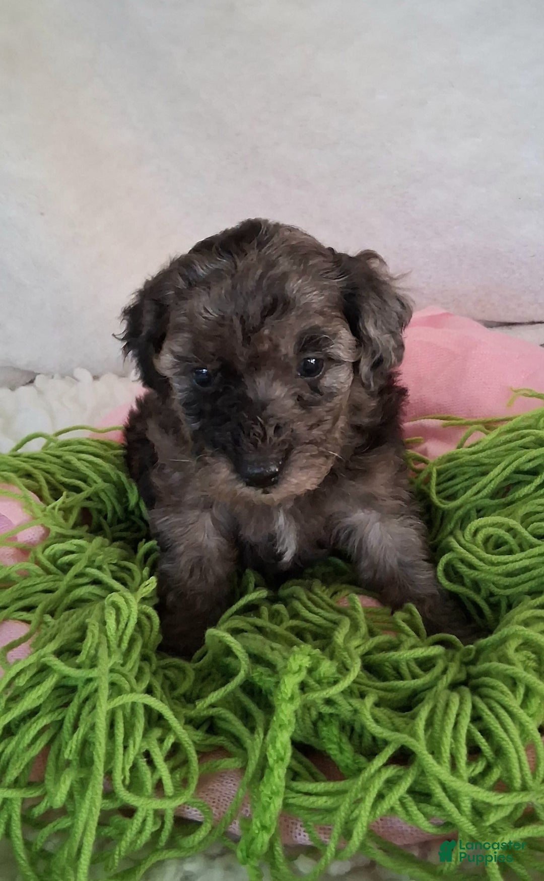 Mini Aussiedoodle dogs for sale: Rosemary - Image 3