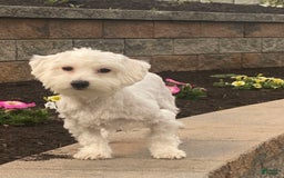 Coton De Tulear dogs for sale: Alfie - Image 1