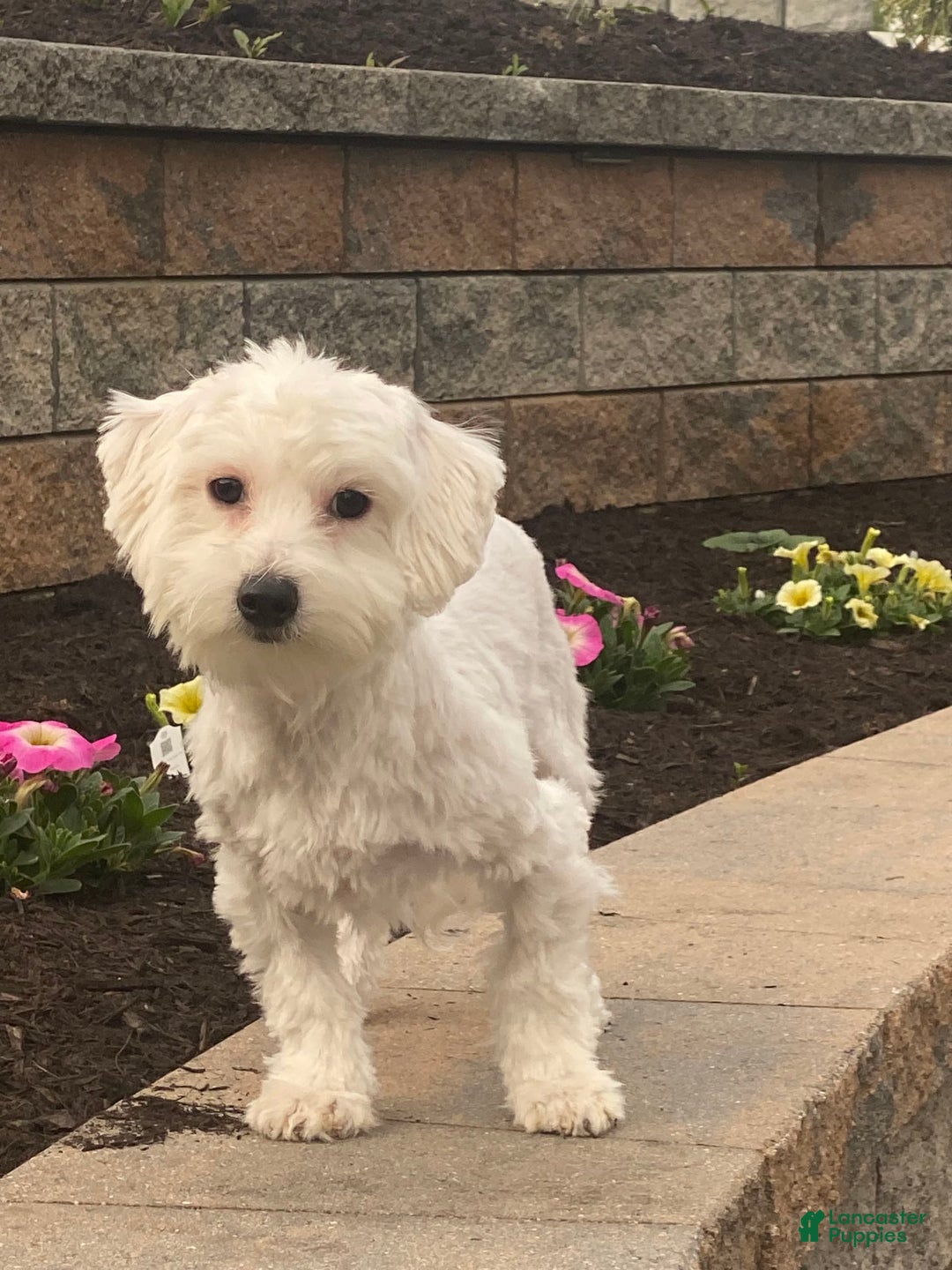 Coton De Tulear dogs for sale: Alfie - Image 1