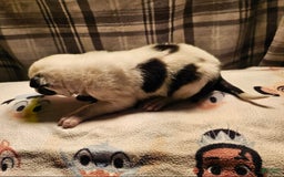 Border Collie dogs for sale: Bambi - Image 24