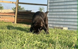Central Asian Shepherd dogs for sale: archer - Image 2