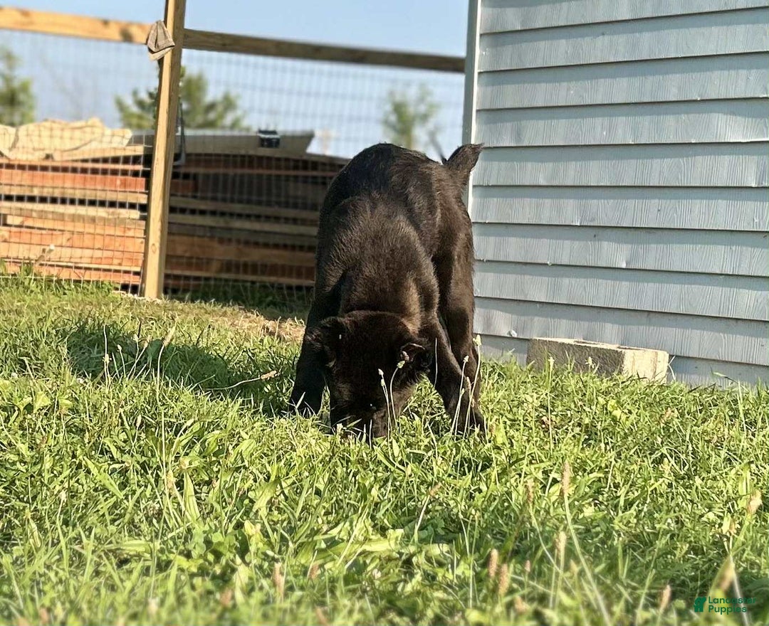 Central Asian Shepherd dogs for sale: archer - Image 2