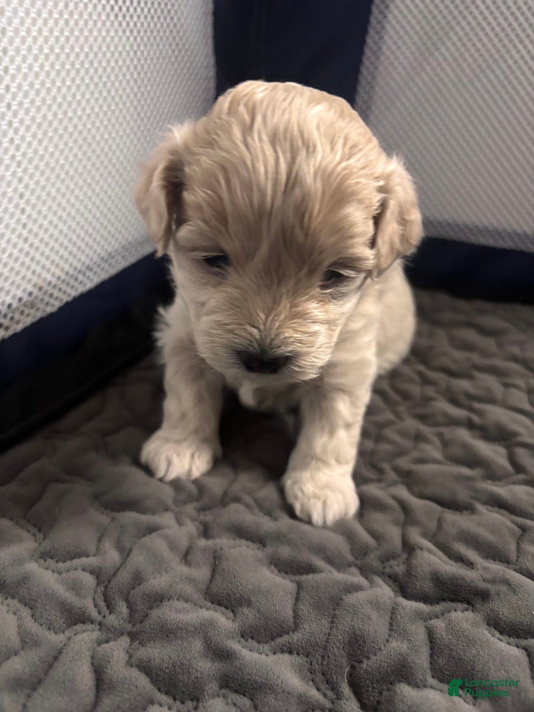 Maltese dogs for sale: Junu - Image 2