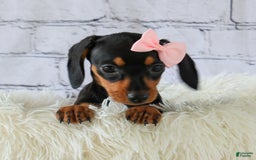 Miniature Dachshund dogs for sale: Nutella - Image 5