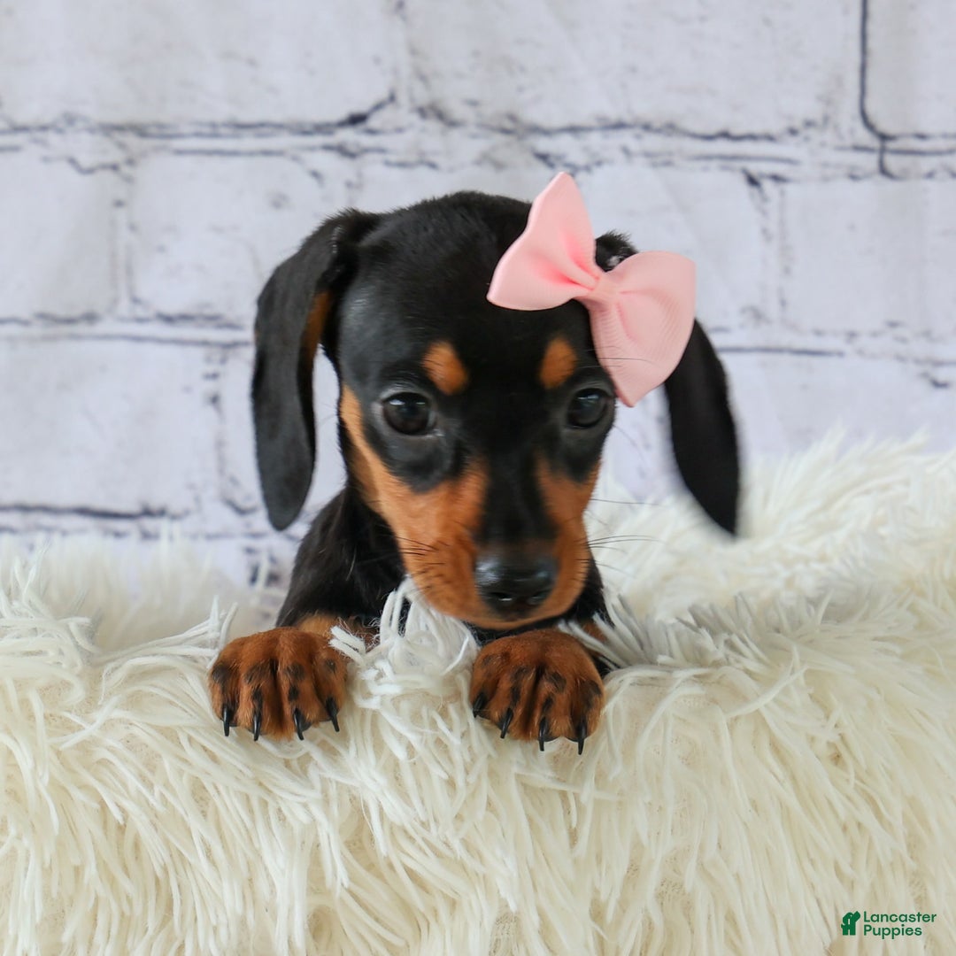 Miniature Dachshund dogs for sale: Nutella - Image 5