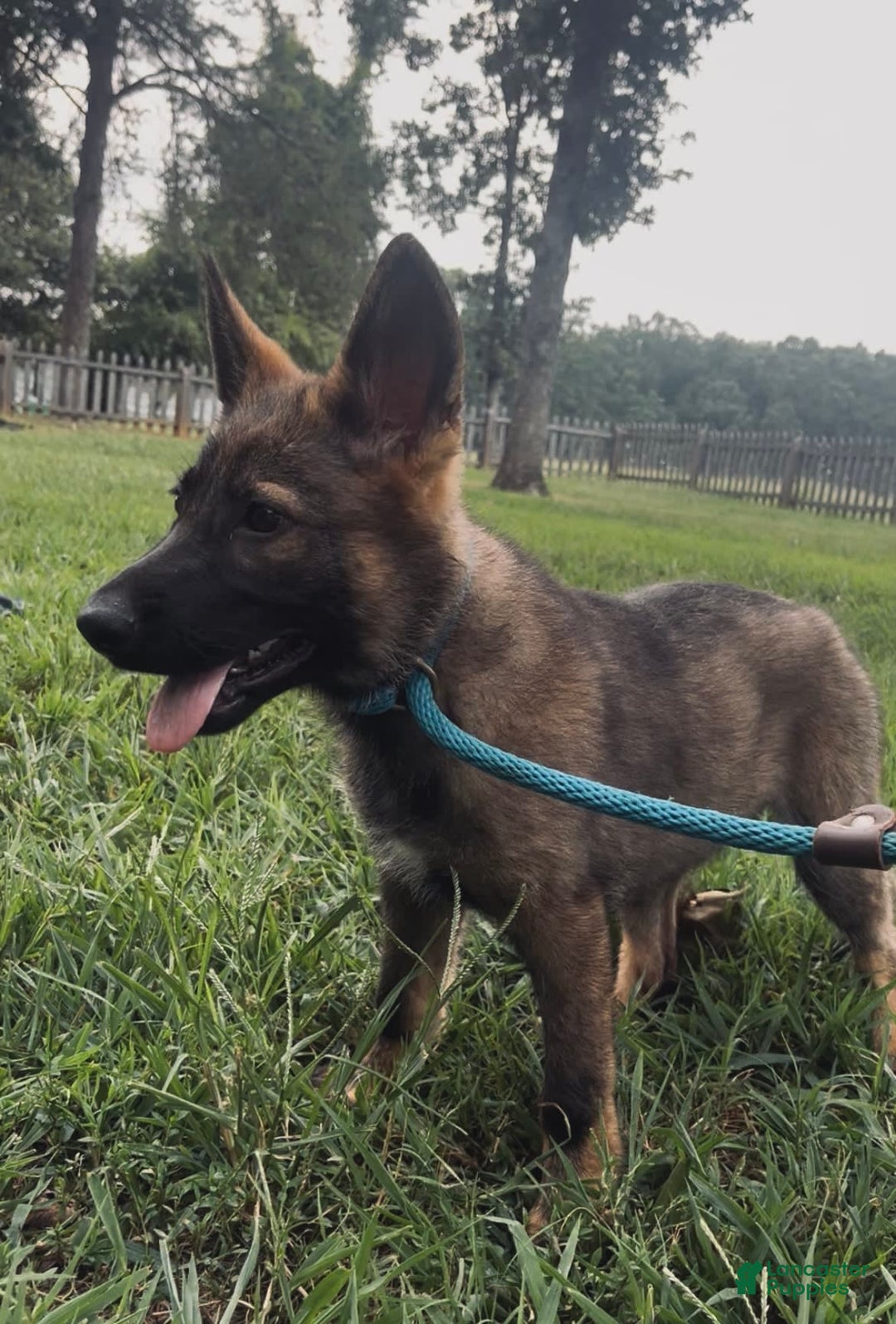 German Shepherd dogs for sale: German Shepherd 2 puppies - Image 4