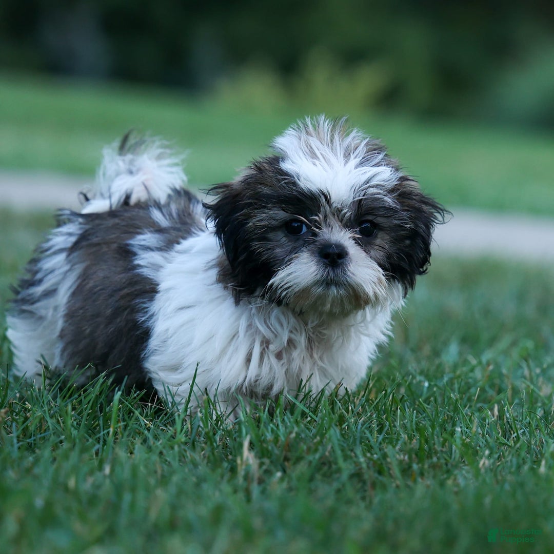 Shih Tzu dogs for sale: Bethany - Image 6