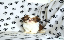 Shih Tzu dogs for sale: Charlie - Image 14