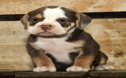 Beabull dogs for sale: Sandy - Image 6