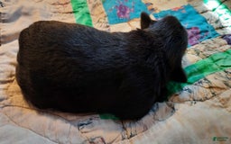 Miniature Schnauzer dogs for sale: Girl3 - Image 5