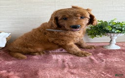 Goldendoodle dogs for sale: Victor - Image 9
