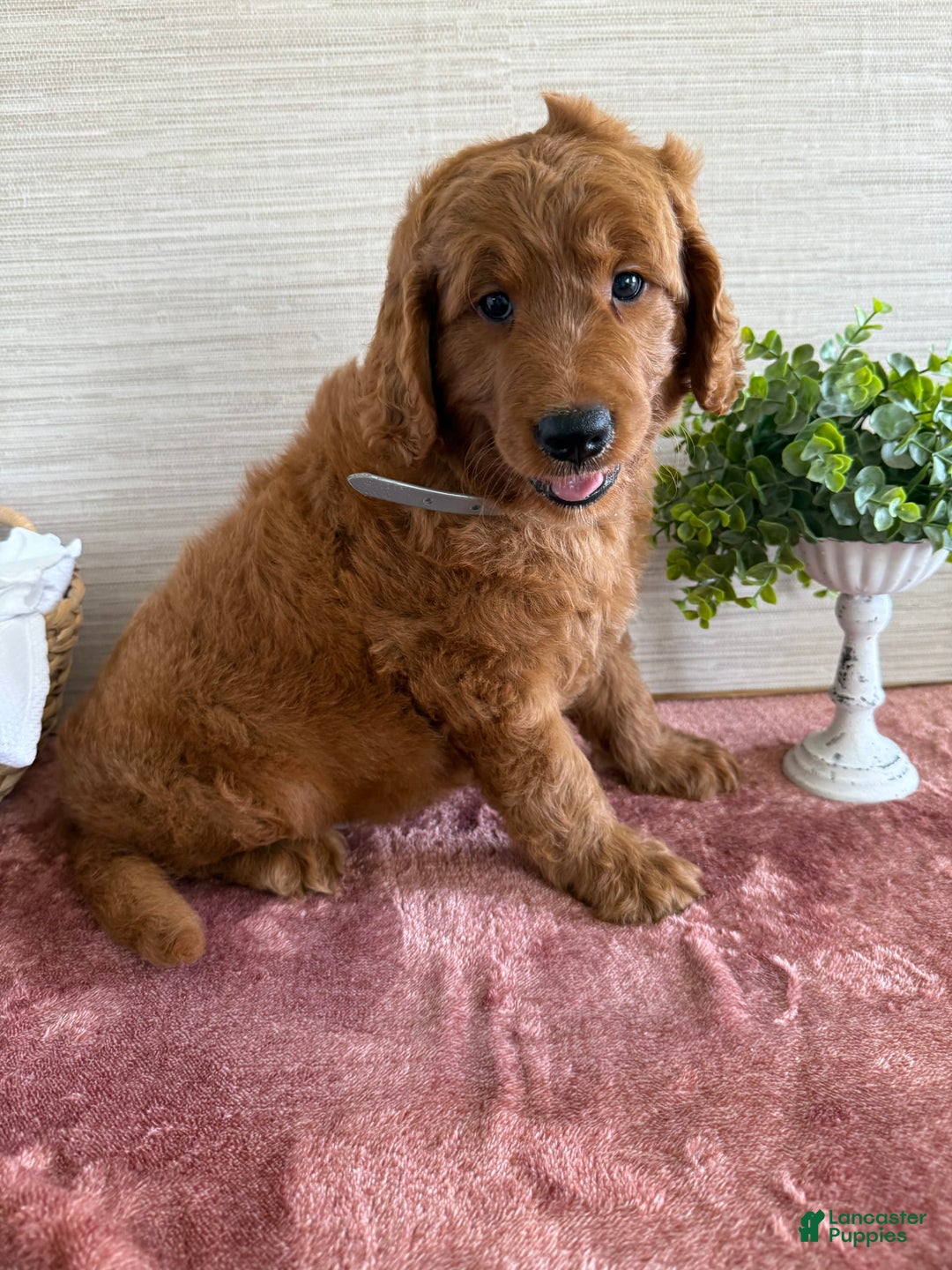 Goldendoodle dogs for sale: Victor - Image 9