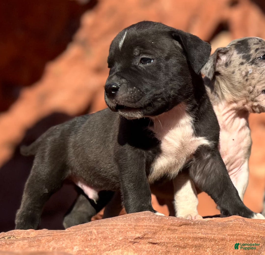American Bully dogs for sale: Rocky - Image 1