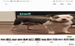 American Staffordshire Terrier dogs for sale: Aria - Image 4