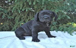 Cane Corso dogs for sale: Cali - Image 8
