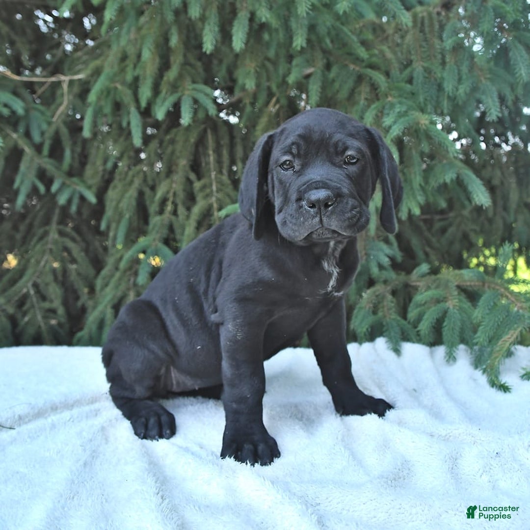 Cane Corso dogs for sale: Cali - Image 8