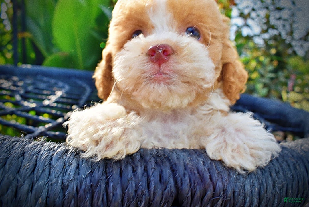 Havapoo dogs for sale: Jinga - Image 4