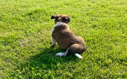 Border Collie dogs for sale: Buster - Image 2