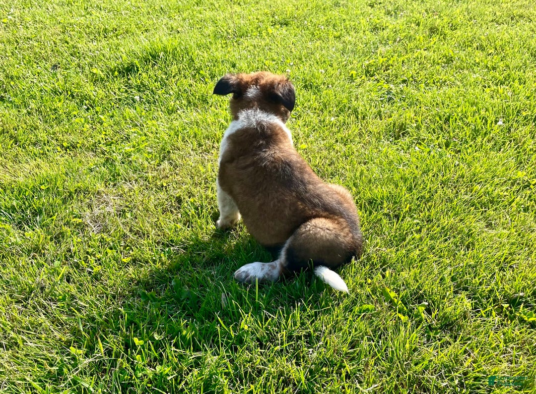 Border Collie dogs for sale: Buster - Image 2