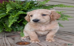Goldendoodle dogs for sale: Bella - Image 16