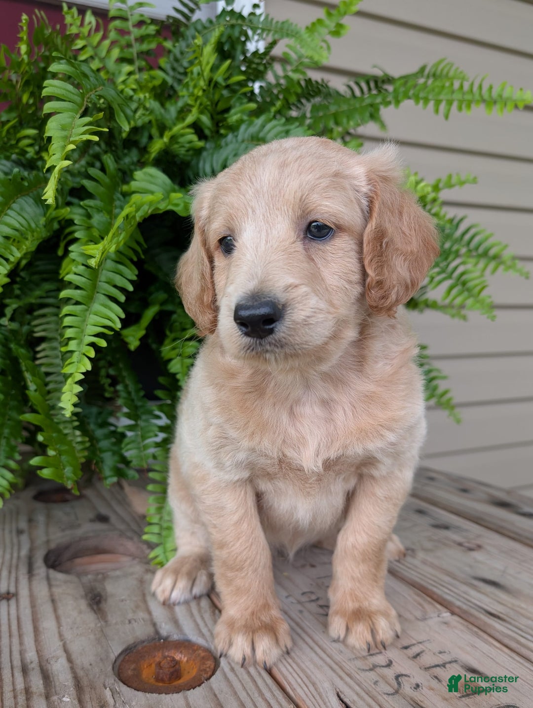 Goldendoodle dogs for sale: Bella - Image 16