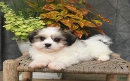 Malshi dogs for sale: Patrick - Image 1