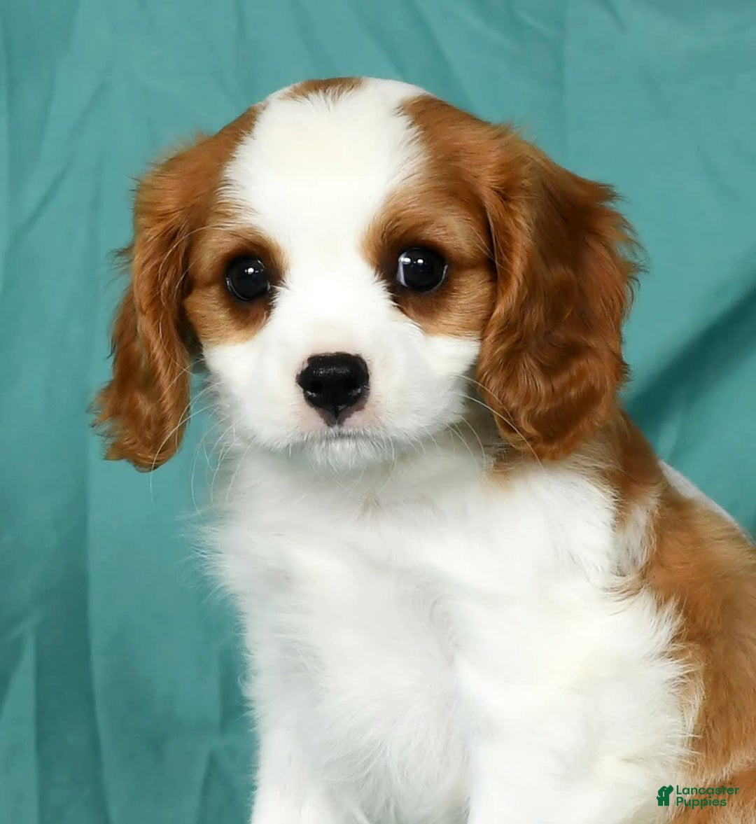 Cavalier King Charles Spaniel dogs for sale: Ike - Image 3