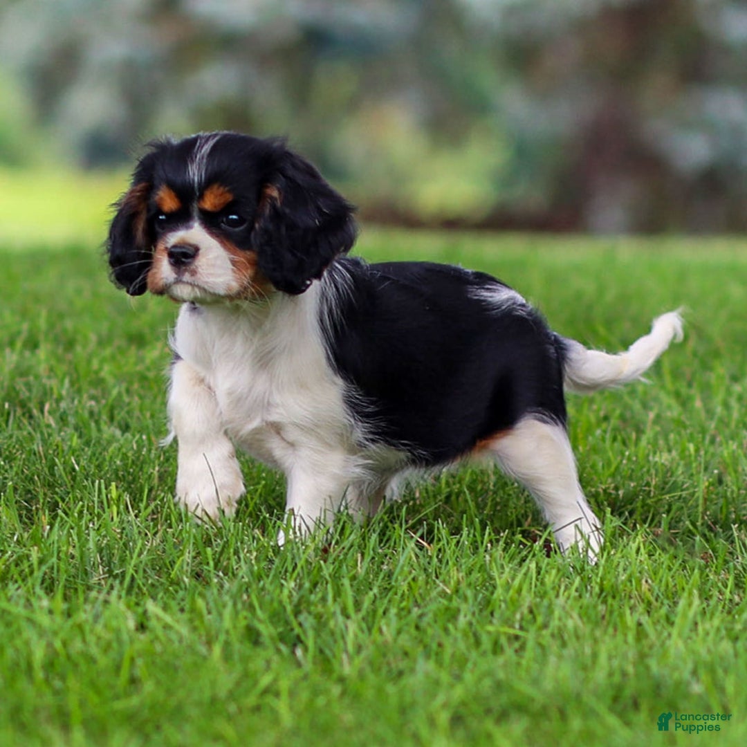Cavalier King Charles Spaniel dogs for sale: Bailey - Image 5