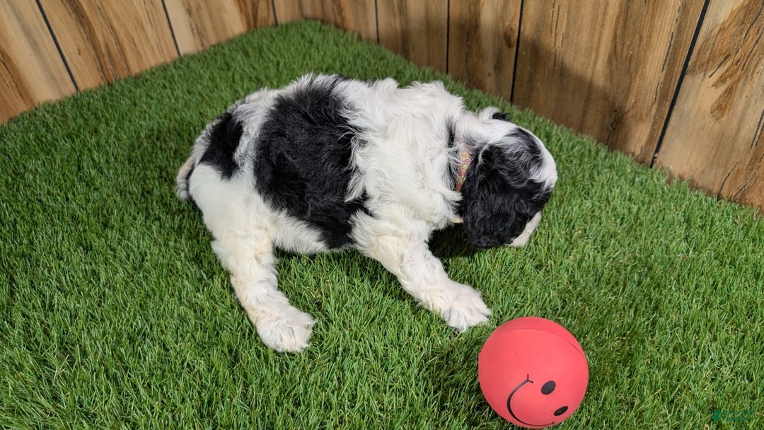 Cavapoo dogs for sale: Missy Girl 2 - Image 15