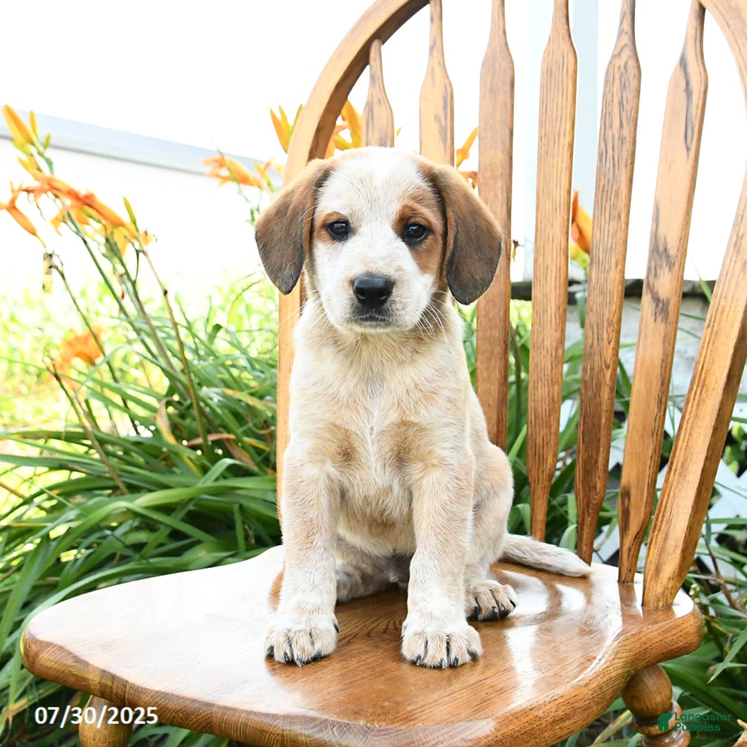 Beagle dogs for sale: Lightning - Image 1