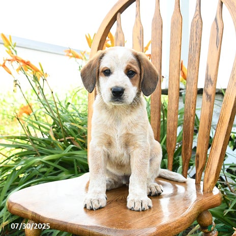 Beagle dogs for sale - Ad 2
