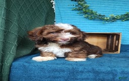 Havanese dogs for sale: Stormy - Image 2
