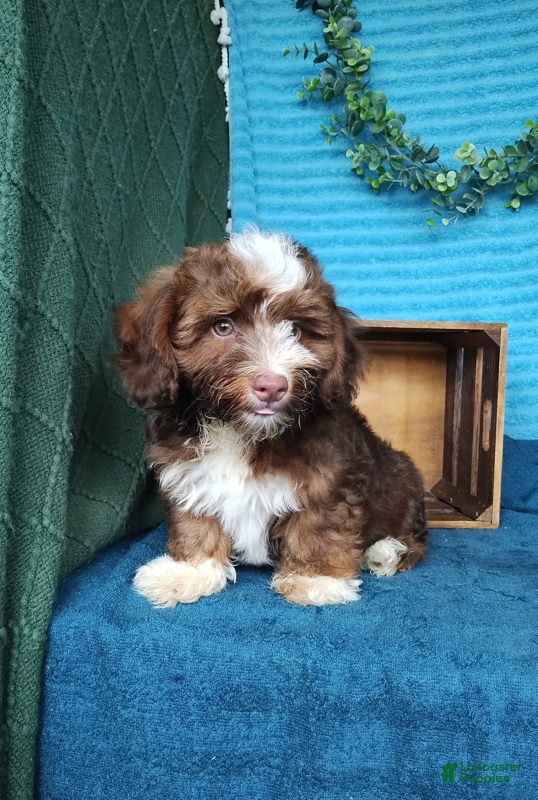 Havanese dogs for sale: Stormy - Image 2