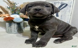 Cane Corso dogs for sale: Apollo - Image 3
