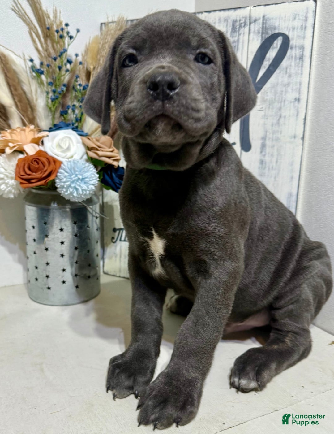 Cane Corso dogs for sale: Apollo - Image 3