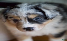 Australian Shepherd dogs for sale: Strawberry - Image 6
