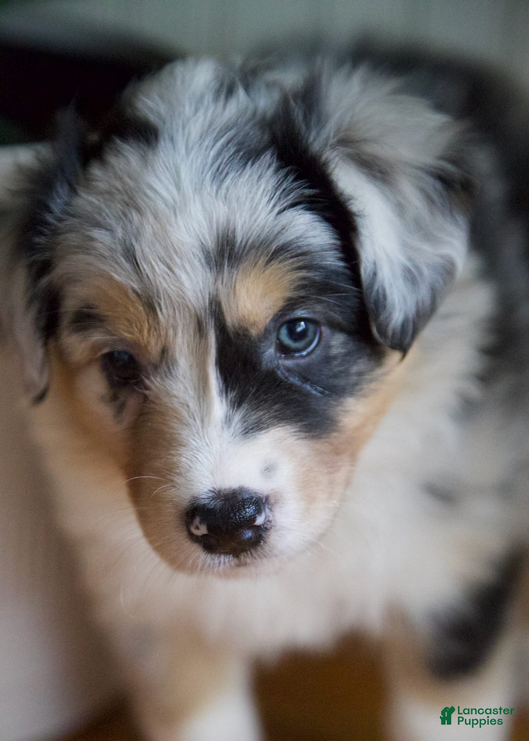 Australian Shepherd dogs for sale: Strawberry - Image 6
