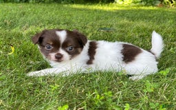 Chihuahua dogs for sale: Tat - Image 11