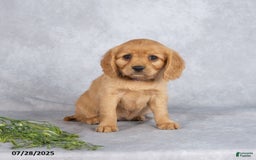 Miniature Golden Retriever dogs for sale: August - Image 5