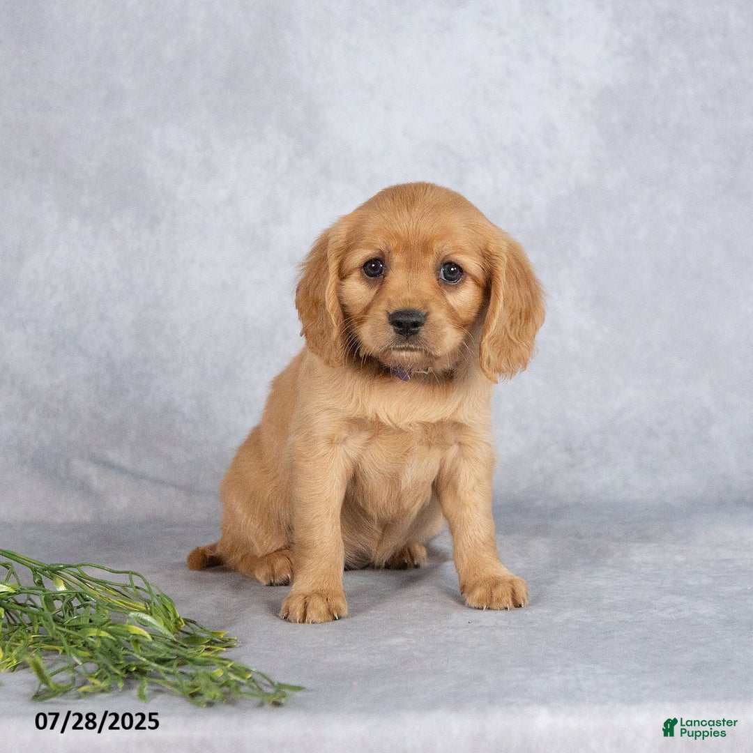 Miniature Golden Retriever dogs for sale: August - Image 5