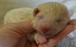 Toy Poodle dogs for sale: Chiki - Image 6