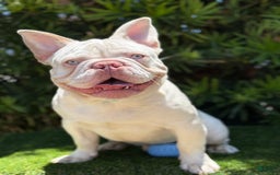French Bulldog dogs for sale: Skyler - Image 9