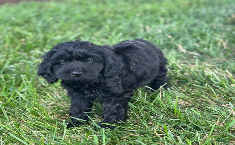 Cavapoo dogs for sale - Ad 4